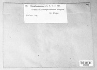 Dolichousnea longissima image